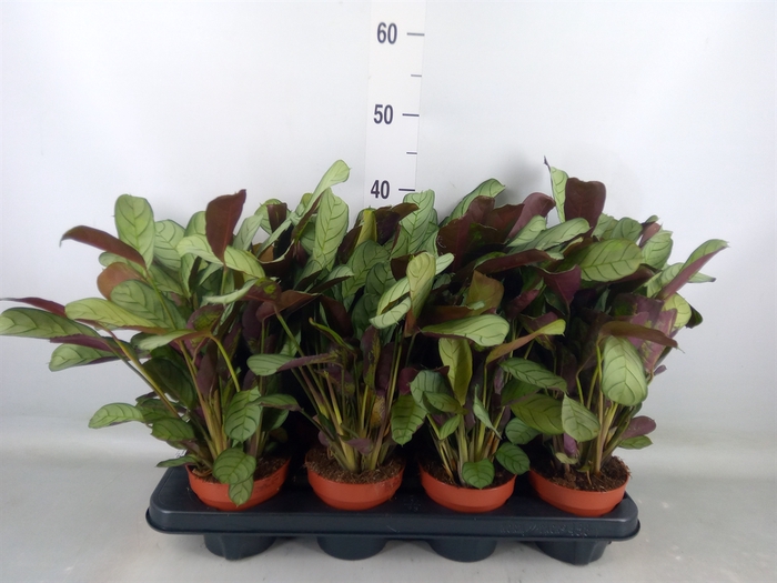 <h4>Ctenanthe burle-marxii 'Amagris'</h4>