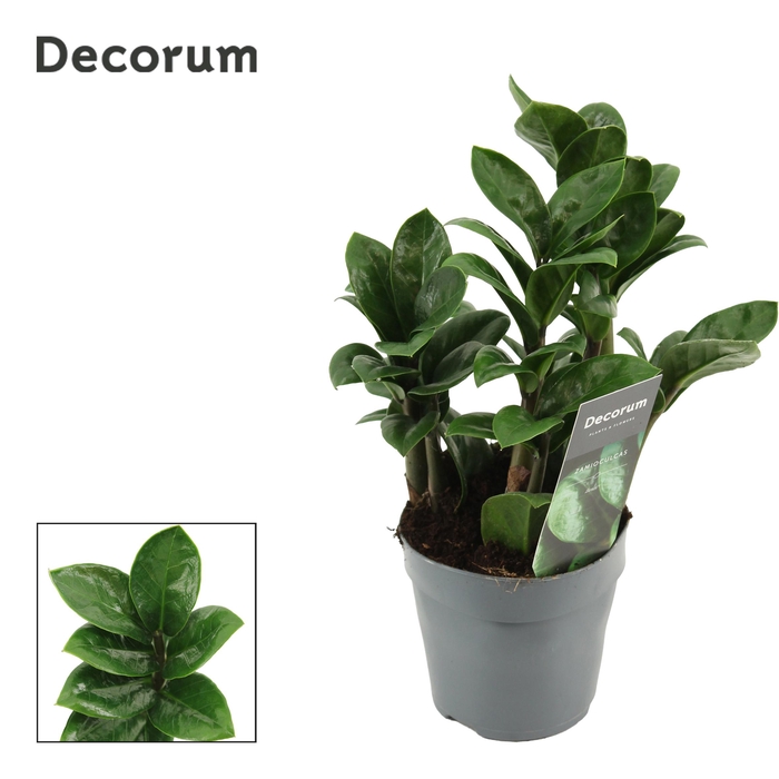 <h4>Zamioculcas Zenzi 10,5 cm 5+ veren (Decorum)</h4>