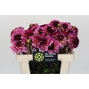 Dahlia Muchacha