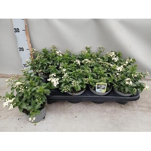 SOLANUM JASMINOIDES