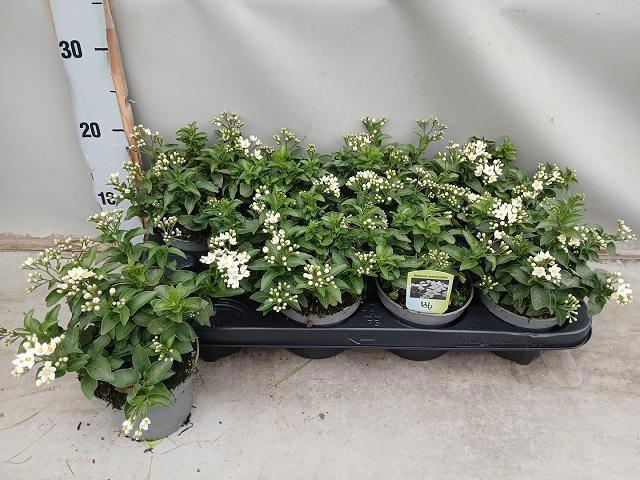 <h4>SOLANUM JASMINOIDES</h4>