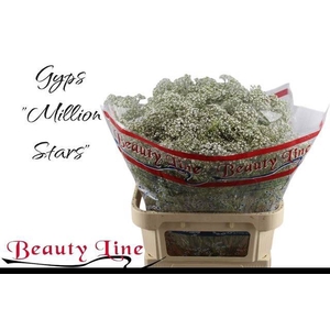 GYPS PA MILLION STAR