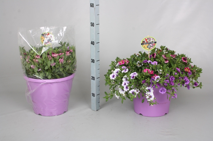 <h4>CALIB MINIF GEM POT</h4>