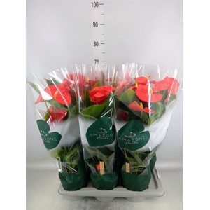 Anthurium andr. 'Florida'