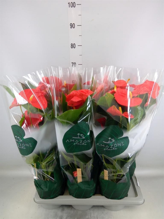 <h4>Anthurium andr. 'Florida'</h4>