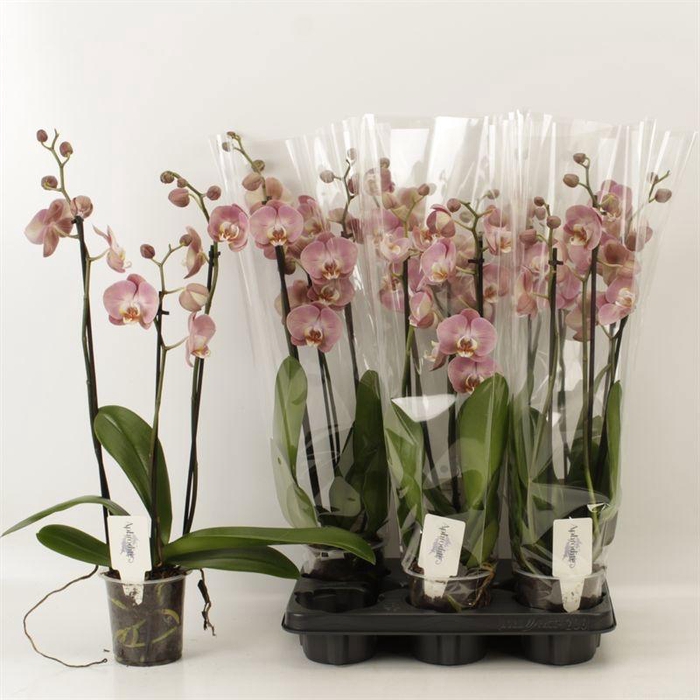 <h4>PHAL OV ORANJE</h4>