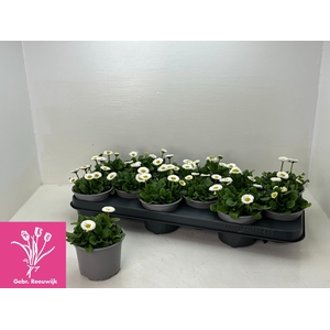 BELLIS P KL RU WHITE