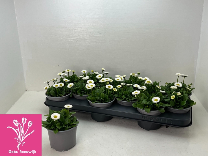 <h4>BELLIS P KL RU WHITE</h4>