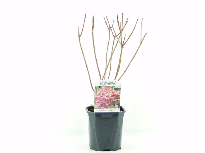 <h4>Hydrangea pan. Pink Diamond</h4>