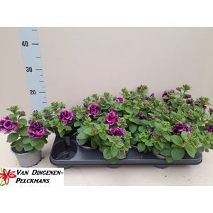 PET SW SUNS D VIOLET