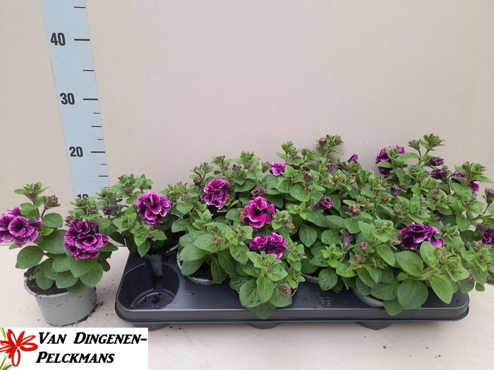 <h4>PET SW SUNS D VIOLET</h4>