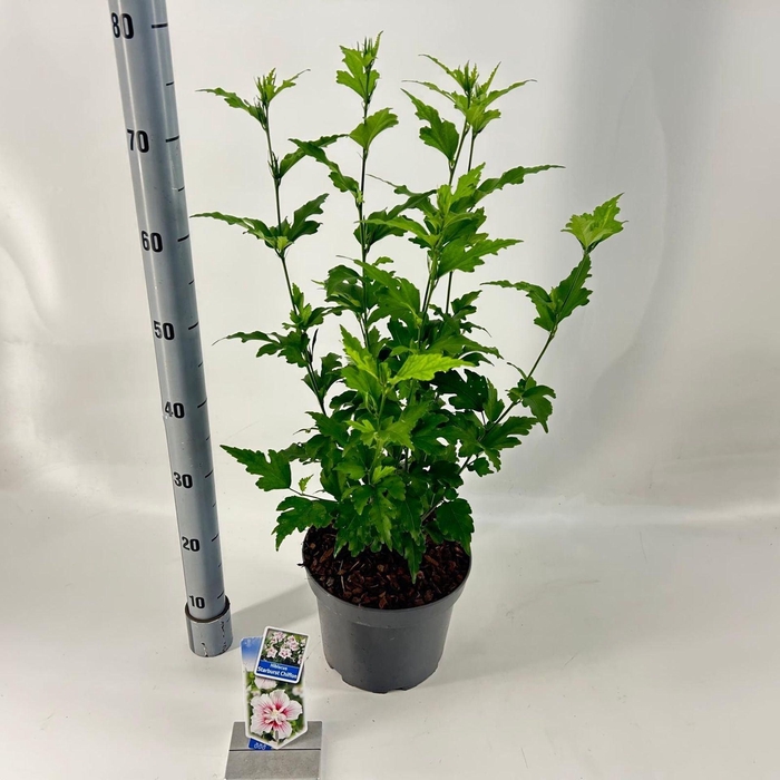 <h4>Hibiscus syriacus</h4>