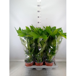 Fatsia japonica   ...