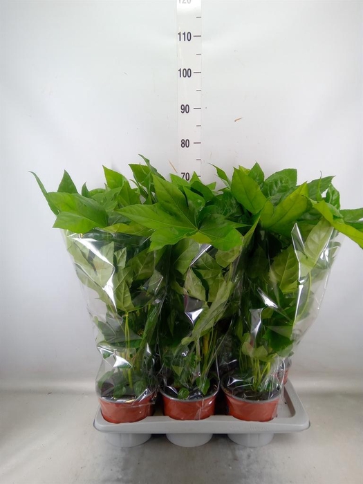 <h4>Fatsia japonica ...</h4>