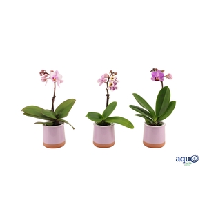 Valencia Lila Tiny Dolls Mix 1T7+ aqu@