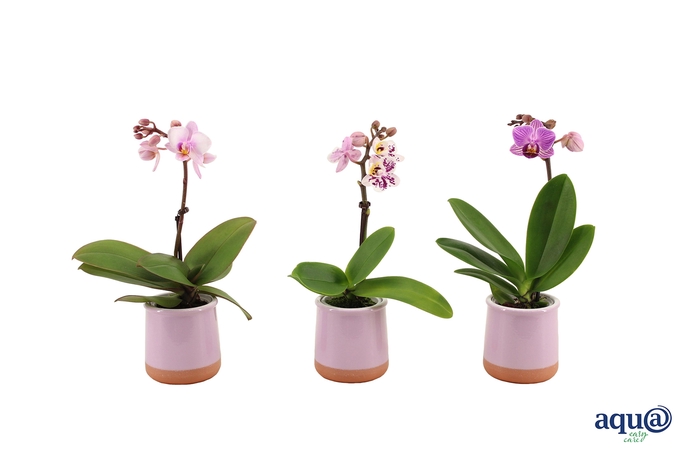 <h4>Valencia Lila Tiny Dolls Mix 1T7+ aqu@</h4>