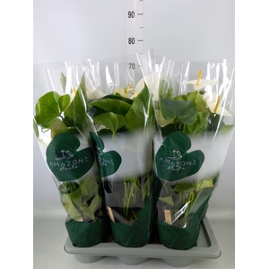 Anthurium andr. 'Samora'