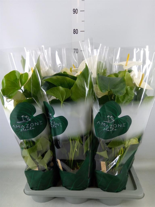 <h4>Anthurium andr. 'Samora'</h4>