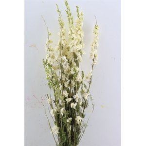 Dried Delphinium White Extra Bunch