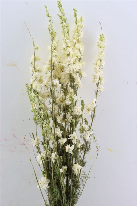 <h4>Dried Delphinium White Extra Bunch</h4>