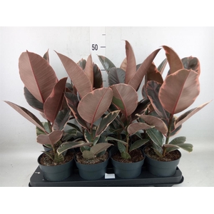 Ficus elastica 'Belize'
