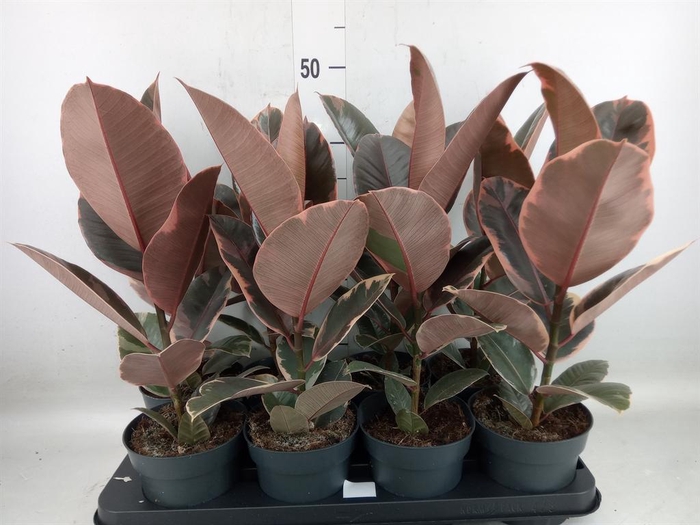 <h4>Ficus elastica 'Belize'</h4>