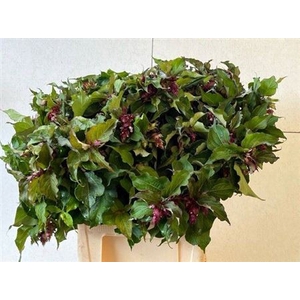 Leycesteria Formosa
