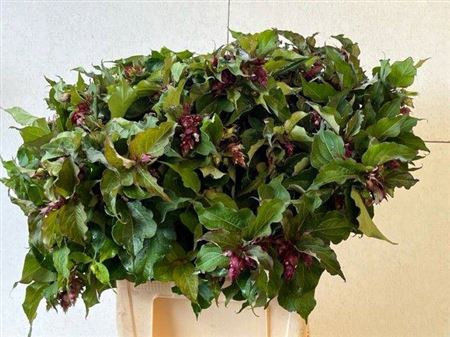 <h4>Leycesteria Formosa</h4>