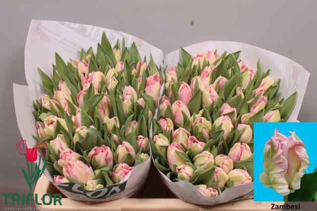 <h4>TU PA ZAMBESI</h4>