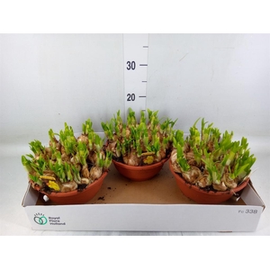 Narcissus  'Tete de Luxe'