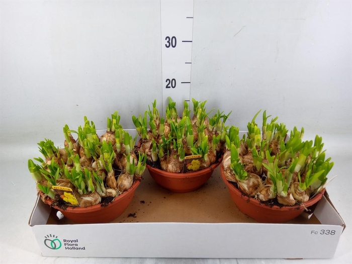 <h4>Narcissus  'Tete de Luxe'</h4>