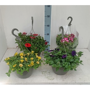 Petunia overig