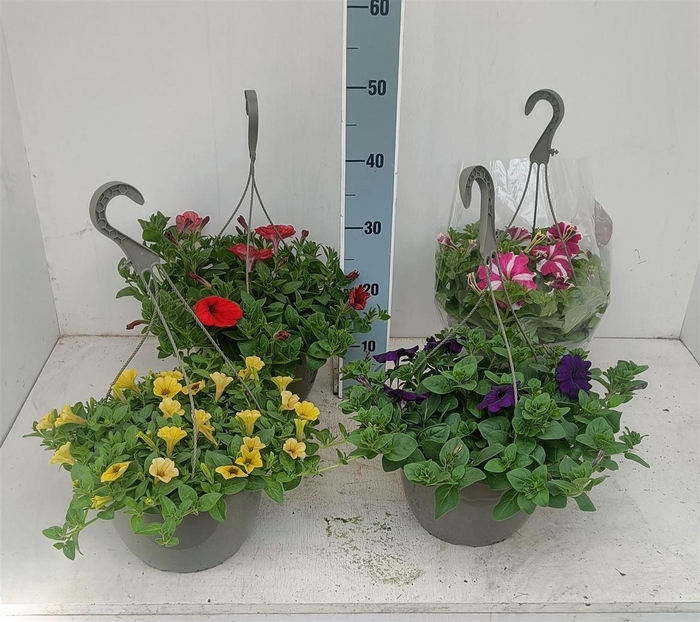 <h4>Petunia overig</h4>