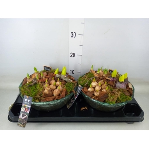 Arr.   Tuinplanten L%