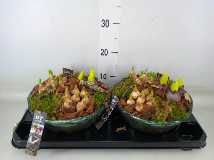 <h4>Arr.   Tuinplanten L%</h4>