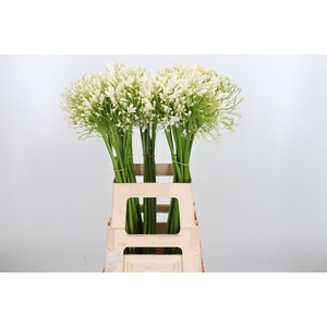 Agapanthus Umbellatus Album