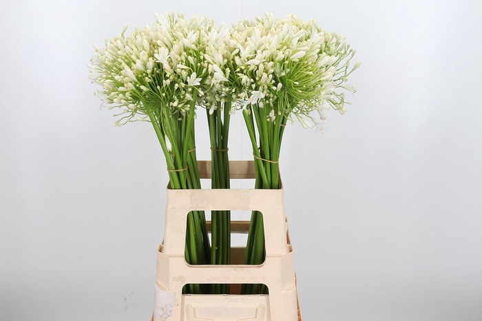 <h4>Agapanthus Umbellatus Album</h4>