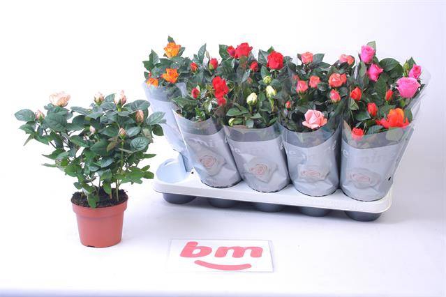 <h4>RO B MONDE GEM 6 SRT</h4>