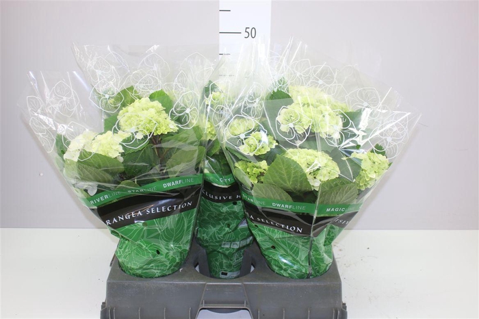 <h4>Hydrangea Merlin</h4>