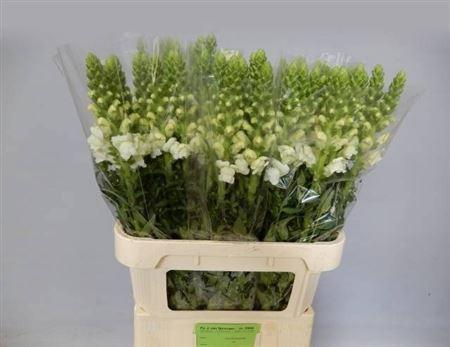 <h4>Antir Antibes White</h4>