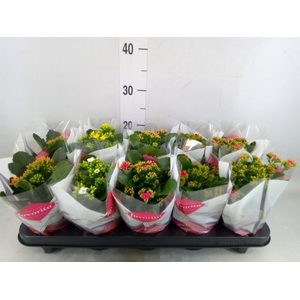 Kalanchoe blos.   ..mix 6