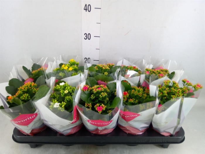 <h4>Kalanchoe blos. ..mix 6</h4>