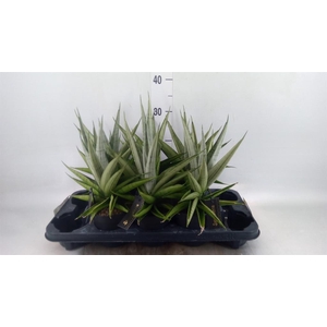 Sansevieria   ...