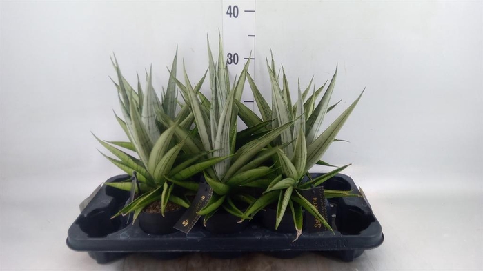 <h4>Sansevieria ...</h4>