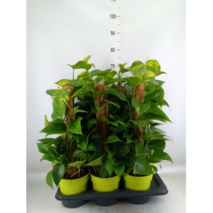 Epipremnum pinn.   ...moss stick