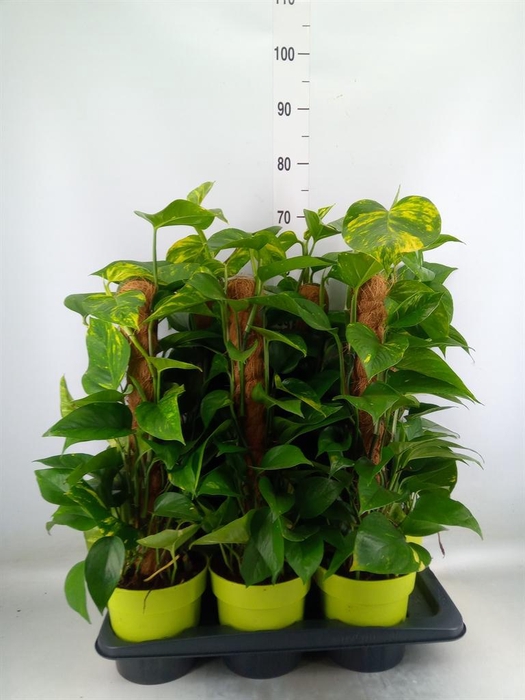 <h4>Epipremnum pinn. ...moss stick</h4>