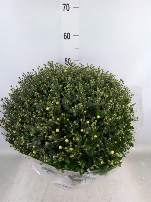 <h4>Chrysanthemum   ..GR</h4>