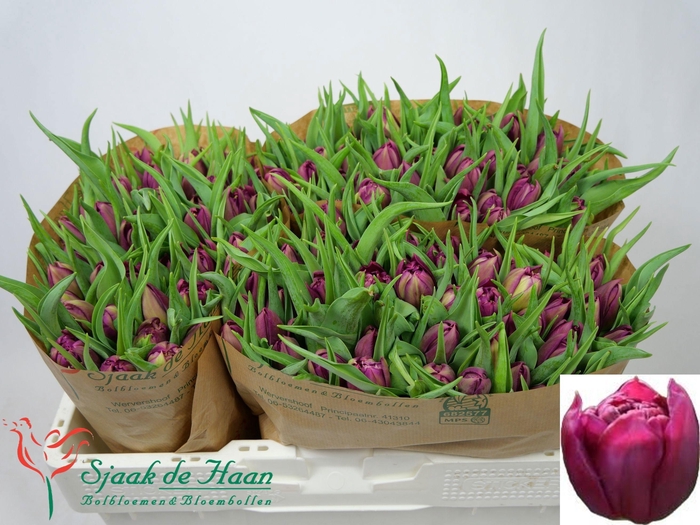 <h4>TU DU WORLD BOWL</h4>