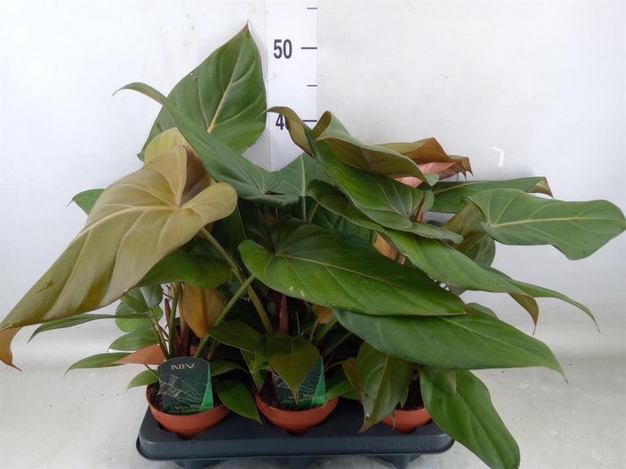 <h4>Philodendron   ...</h4>