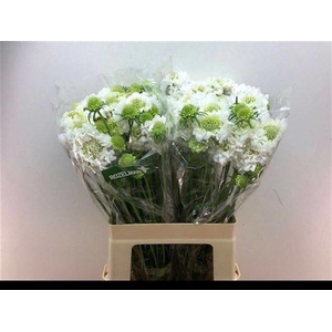 Scabiosa Scoob White Rozelman